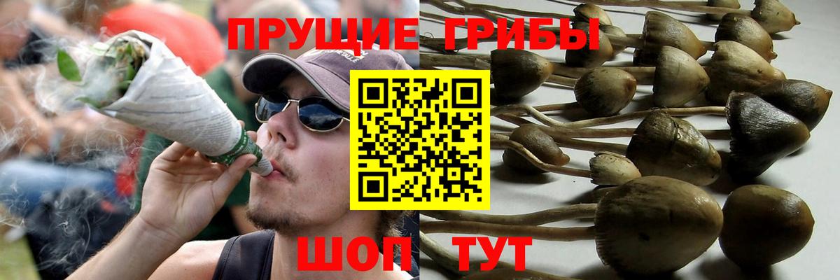 Псилоцибиновые грибы мицелий Барабинск